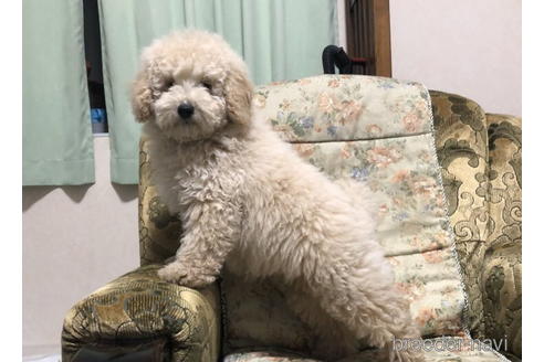成約済の青森県のミディアムプードル-168917の1枚目